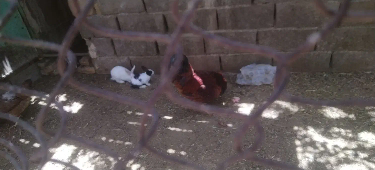 خرگوش خانگی بزرگ وکوچک|موش و خرگوش|جغتای, |دیوار