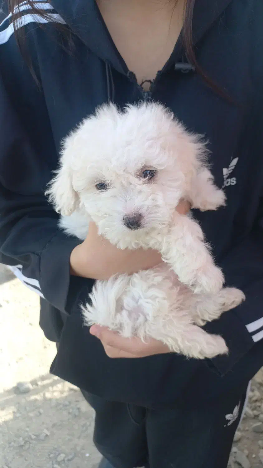 سگ آپارتمانی پودل|سگ|ری, حمزهآباد|دیوار