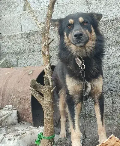 سگ ژرمن نر ۱۲۰۰رشت ،خشکبیجار|سگ|خشکبیجار, |دیوار