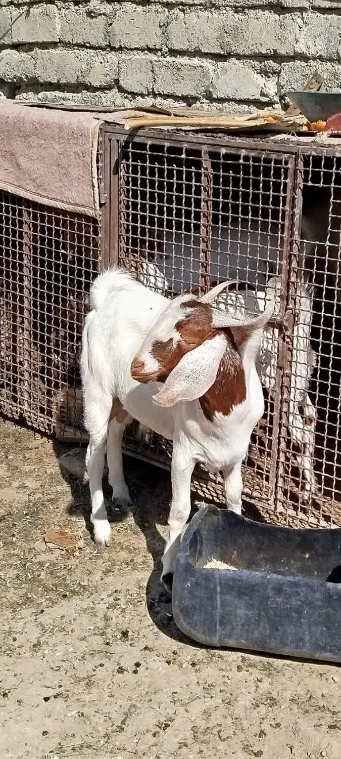 تروشت|حیوانات مزرعه|ایرانشهر, |دیوار