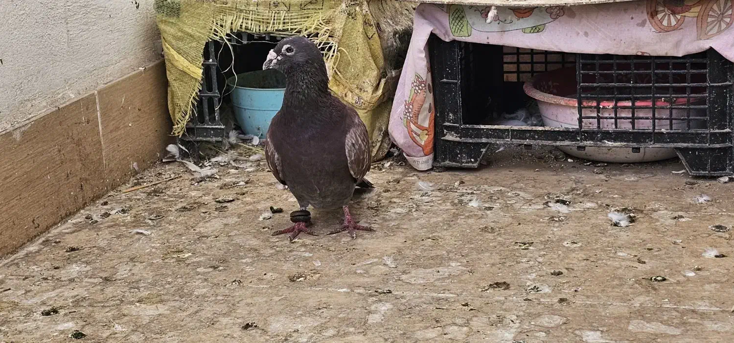 یک عدد کبوتر نر قورگی|پرنده|گنبد کاووس, |دیوار