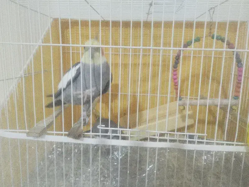 یک جفت عروس هلندی با یک عدد مرغ عشق|پرنده|سبزوار, هویزه|دیوار