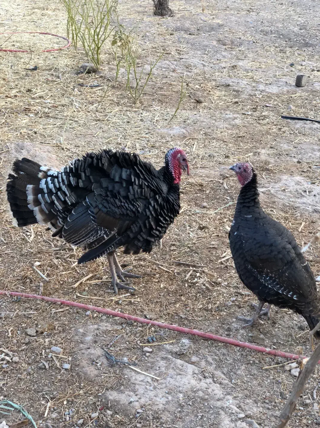 بوقلمون نر|حیوانات مزرعه|چناران, |دیوار