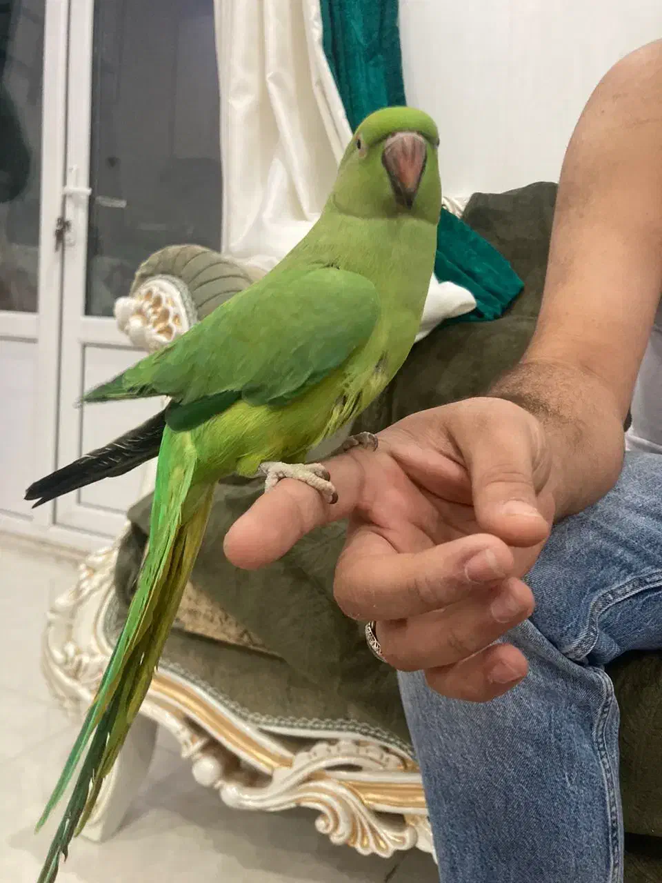 طوطی ملنگو|پرنده|اهواز, کوی نیرو|دیوار