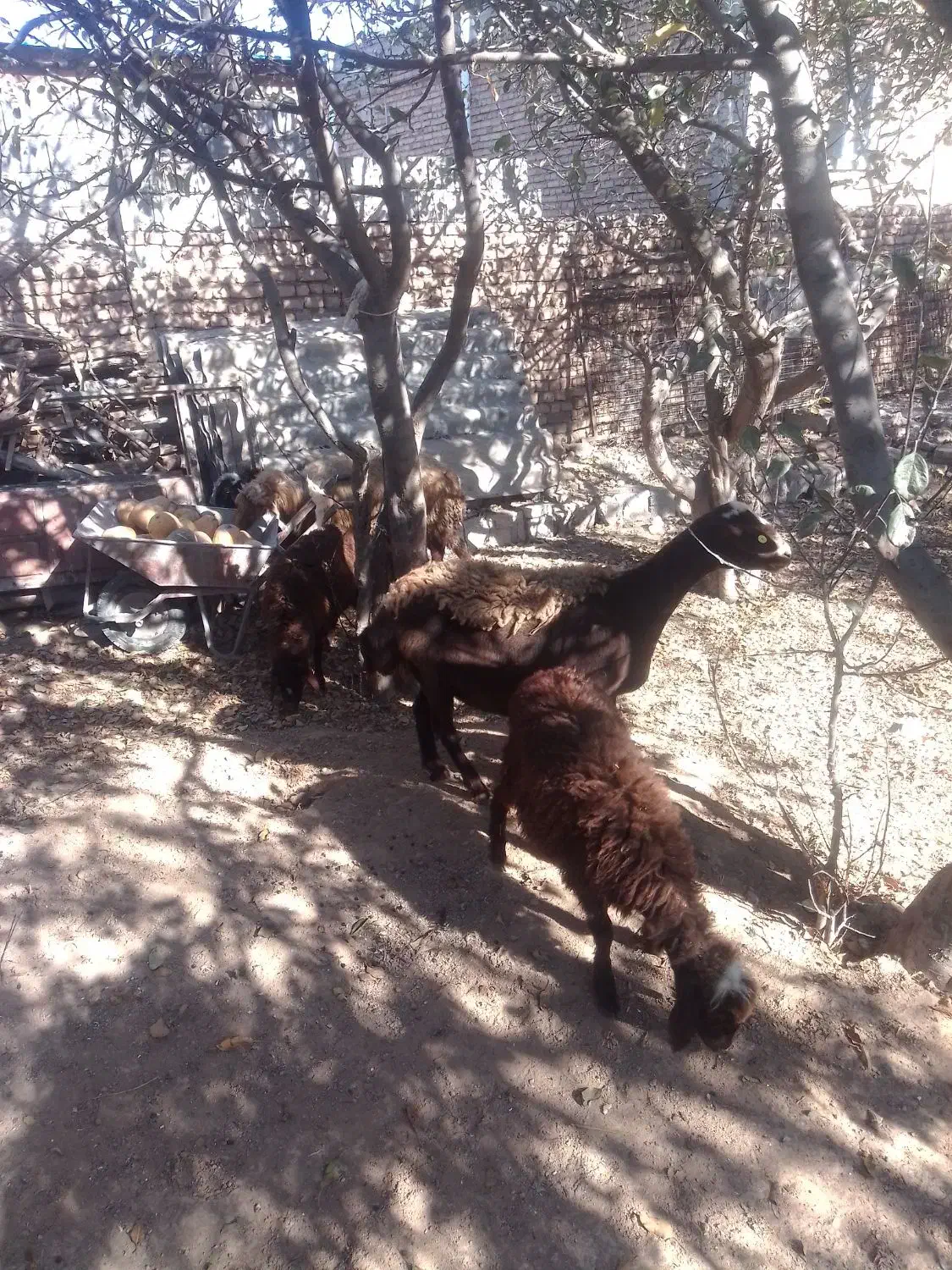 گوسفند شیشک وبره ماده|حیوانات مزرعه|اردبیل, |دیوار