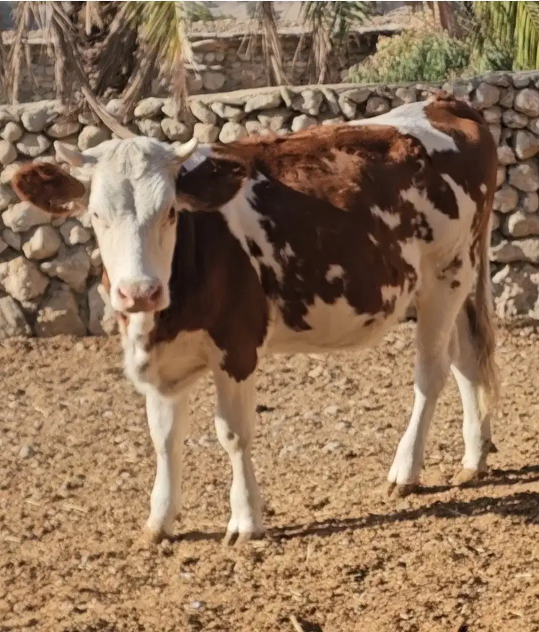 گاو نوبر|حیوانات مزرعه|ارژن, |دیوار