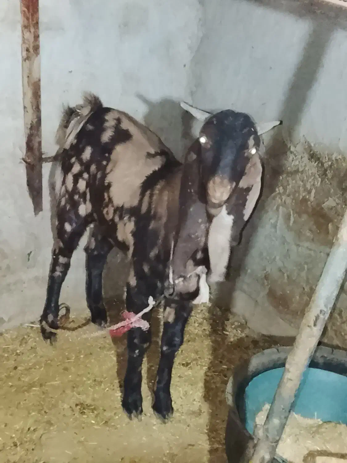 بز مری نر|حیوانات مزرعه|زاهدان, |دیوار