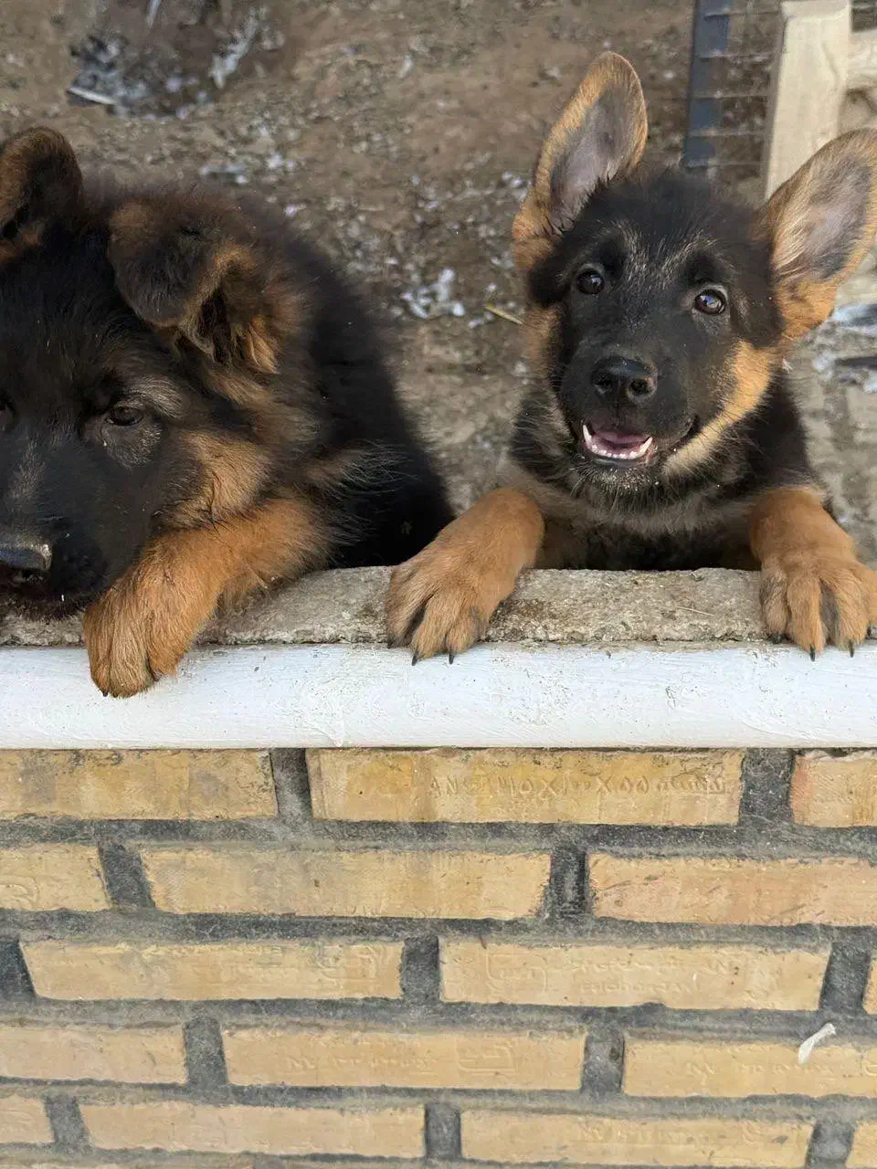 توله ژرمن دوماهه|سگ|چهارباغ, |دیوار