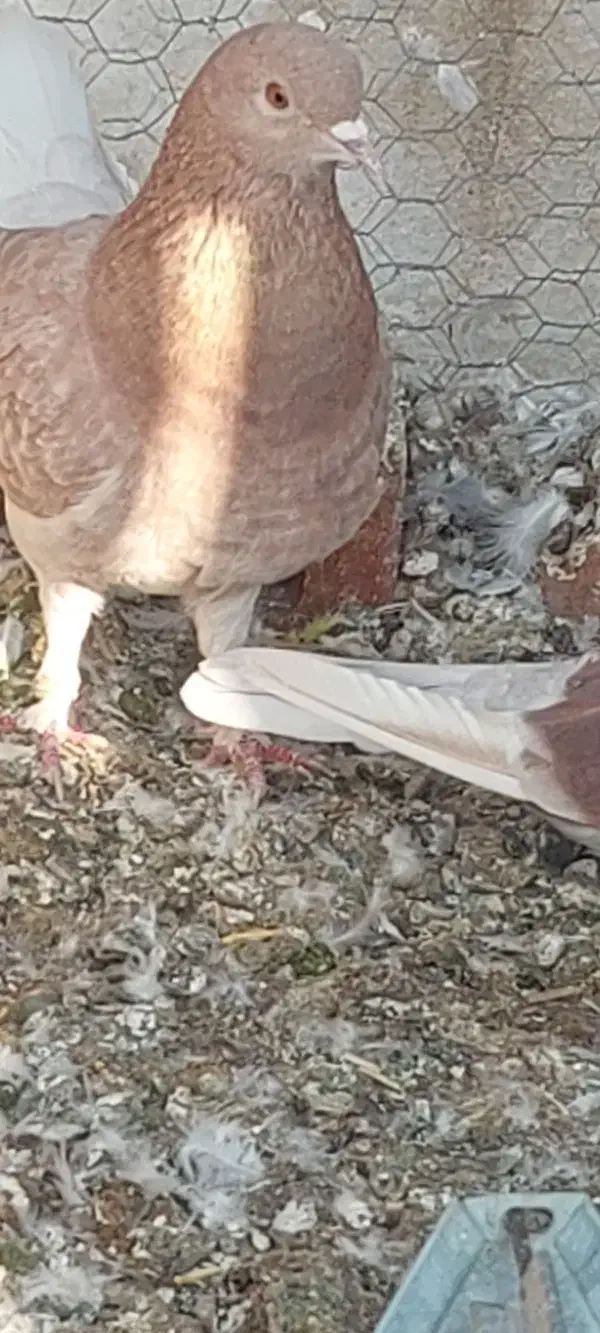 کبوتر رفتنی|حیوانات|نقده, |دیوار