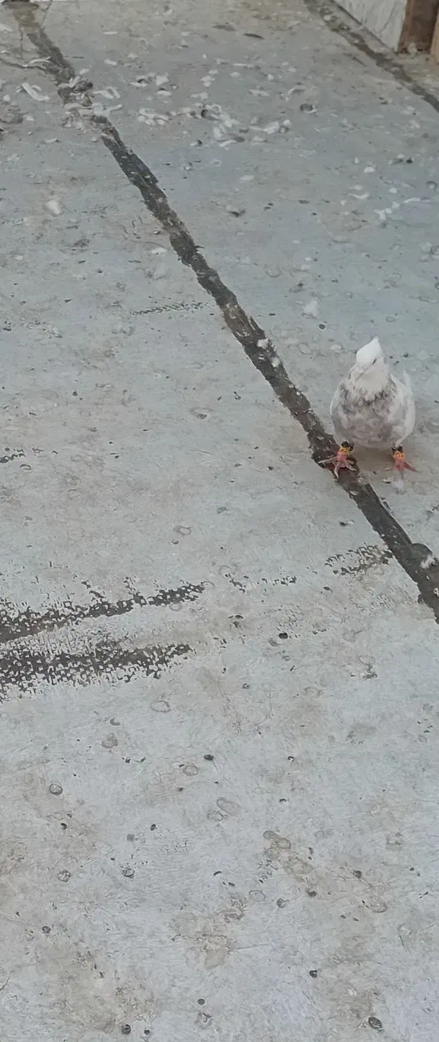 کبوتر|پرنده|تاکستان, |دیوار