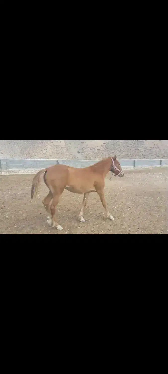 کره اسب|اسب و تجهیزات اسب‌سواری|گنبد کاووس, |دیوار