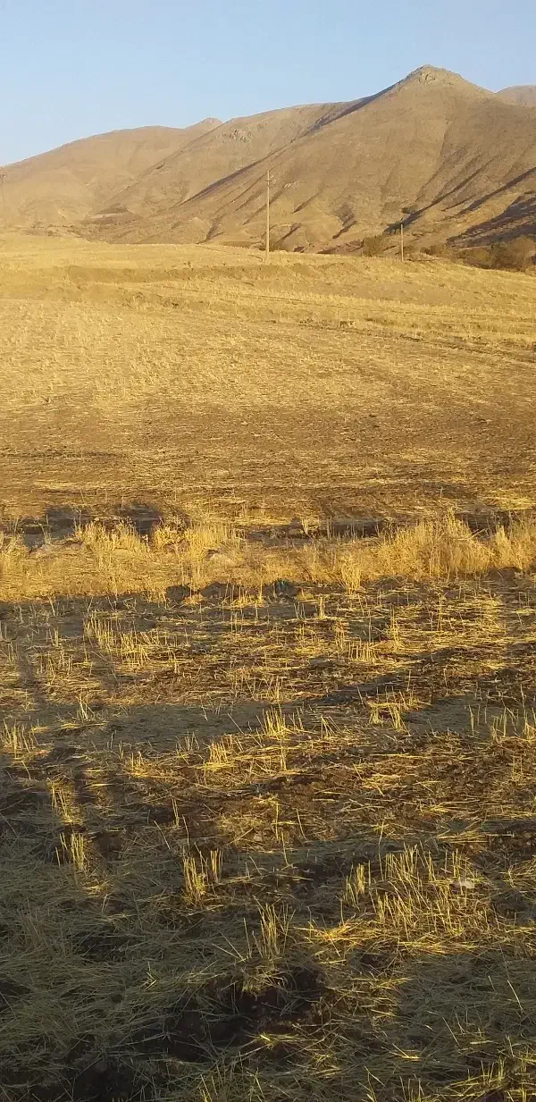 فروش یک قطعه زمین کشاورزی|فروش دفتر صنعتی، کشاورزی، تجاری|بیلوار, |دیوار