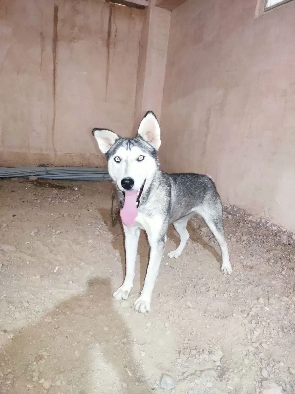 هاسکی باهوش نگهبانی|سگ|مراغه, |دیوار