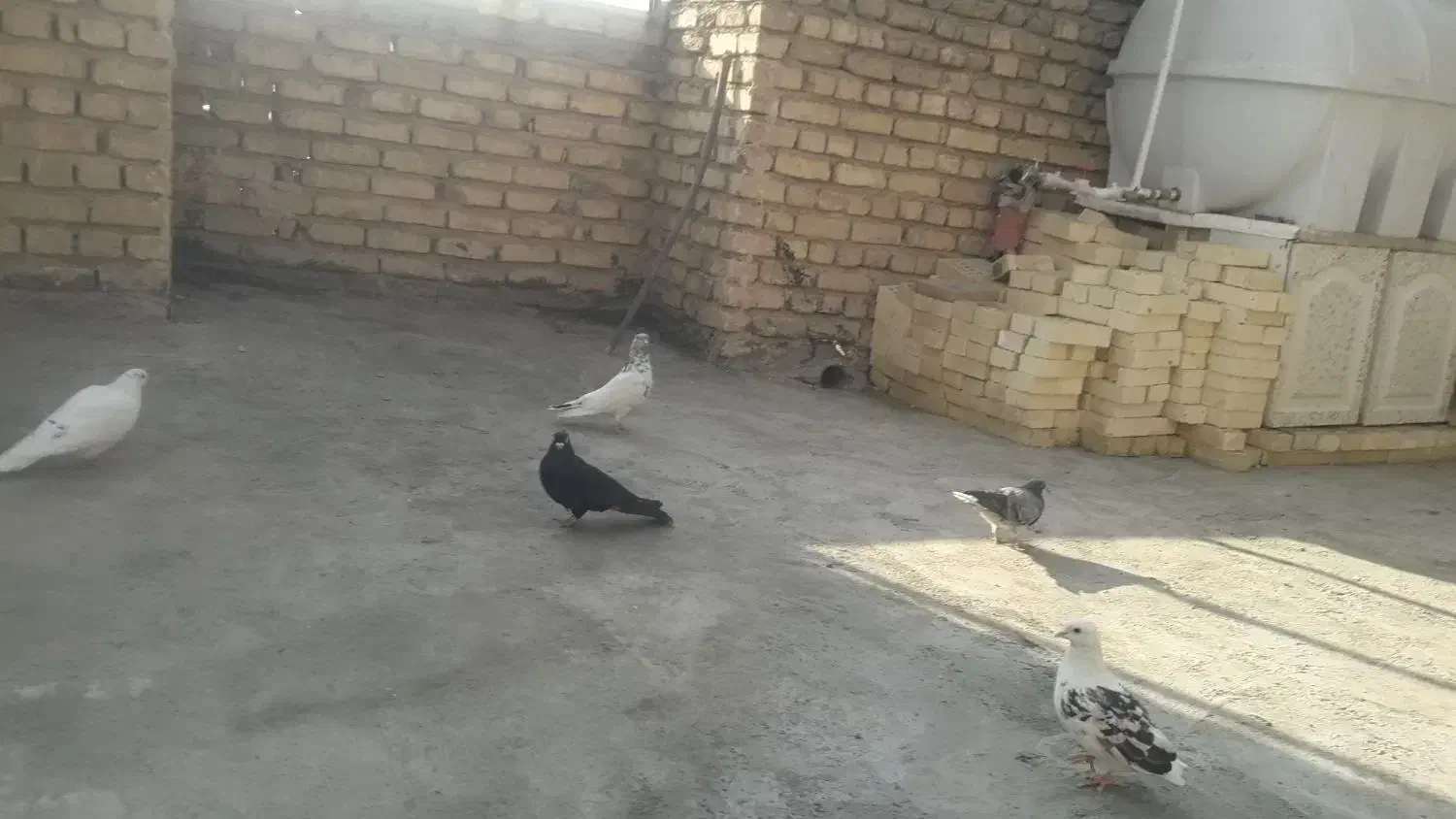 کفتر زاغ گمشده به یابنده مژدگانی میدم درکردآباد|حیوانات|اصفهان, کردآباد|دیوار