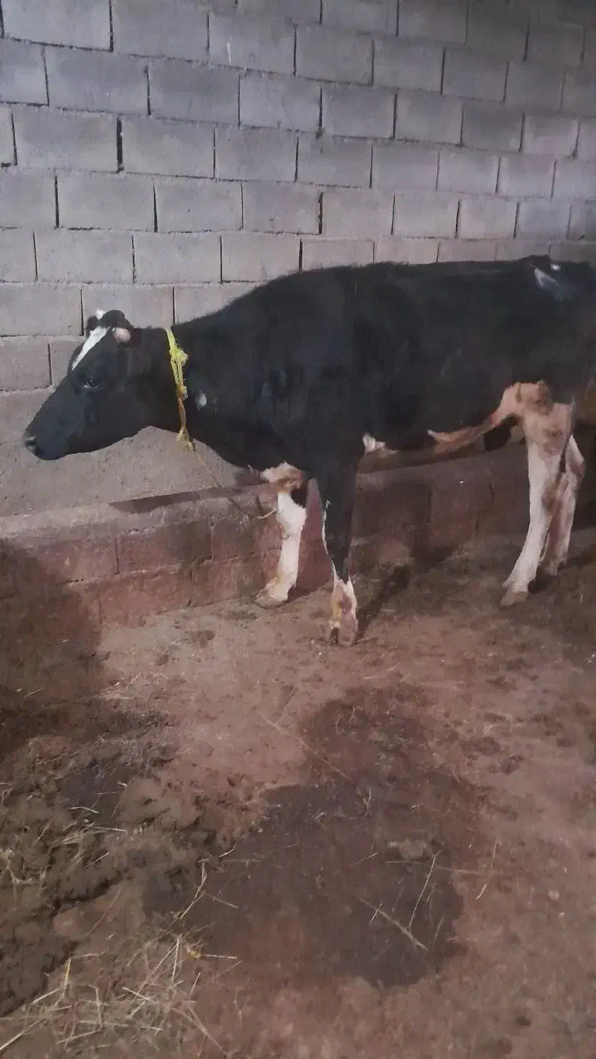 گاو سالم|حیوانات مزرعه|ثمرین, |دیوار