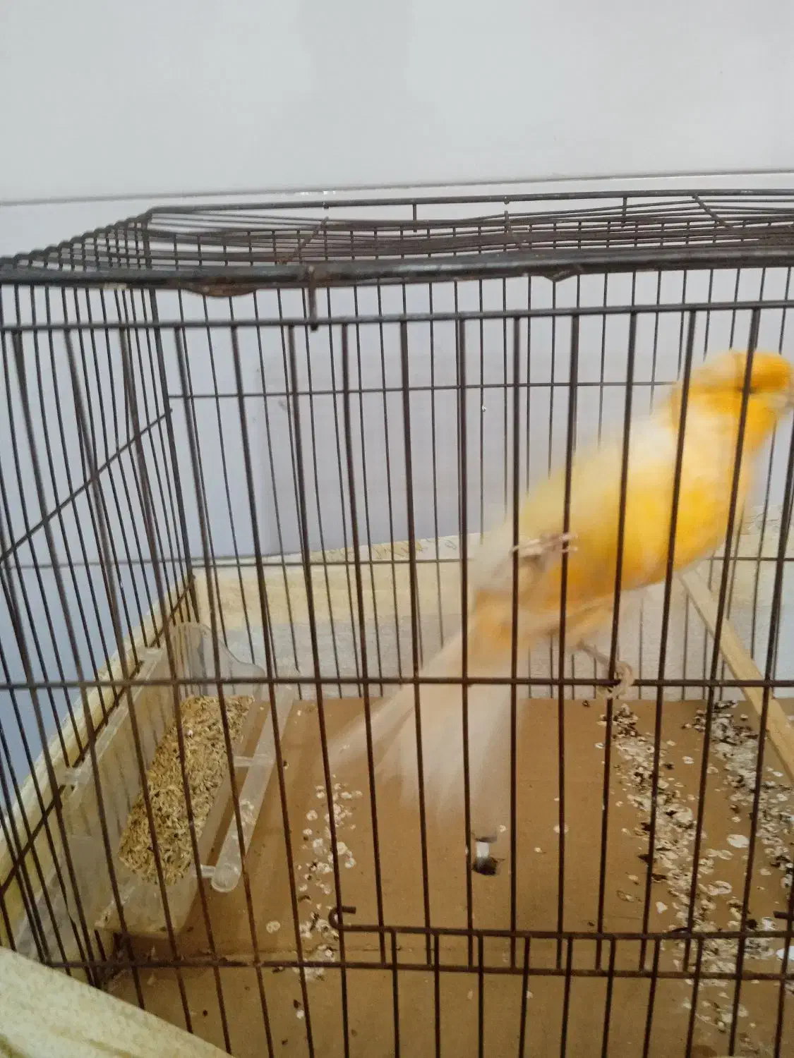 قناری نر مست|پرنده|تهران, آزادشهر|دیوار