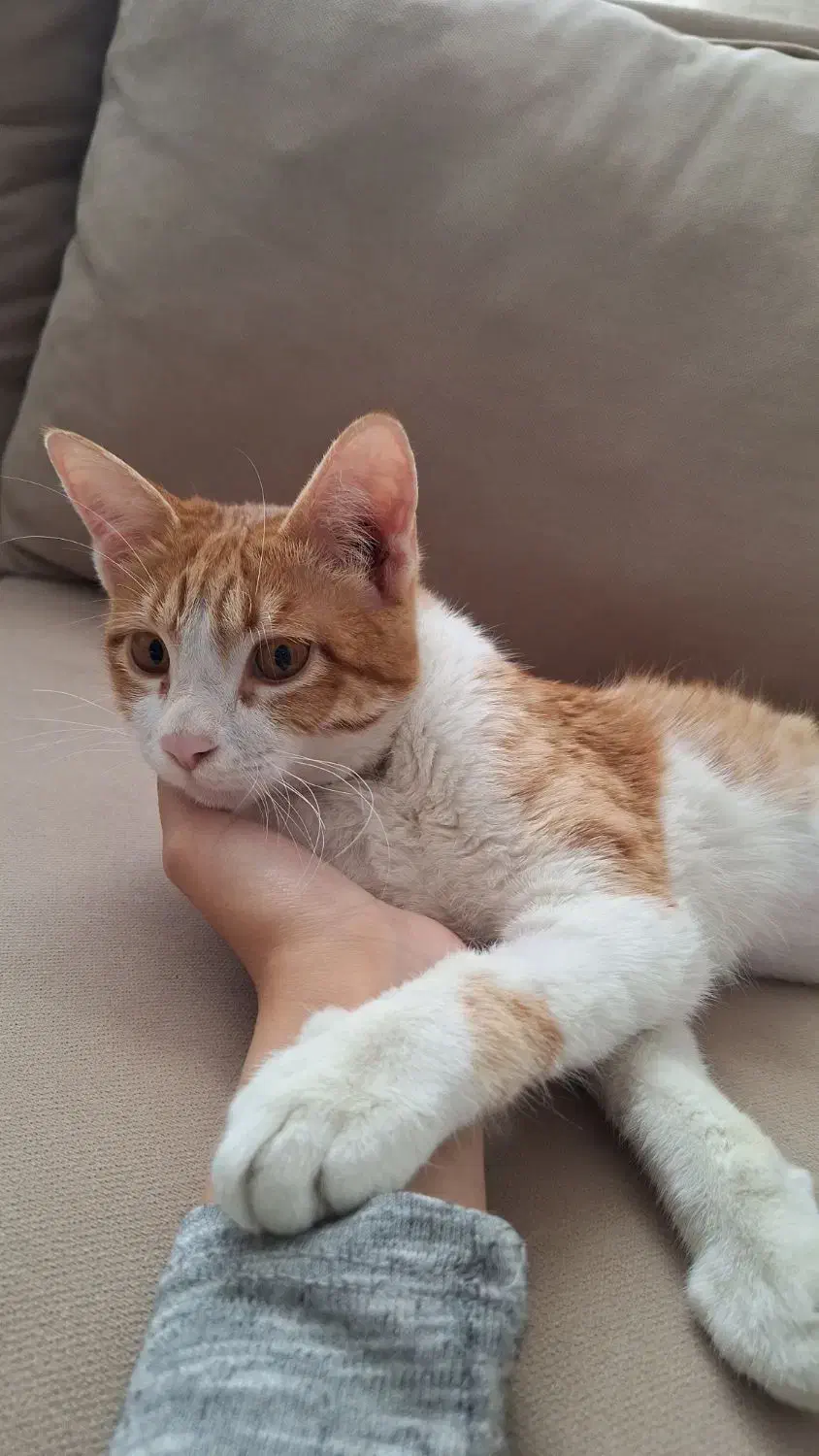 گربه حمایتی|گربه|کرج, حصارک بالا|دیوار