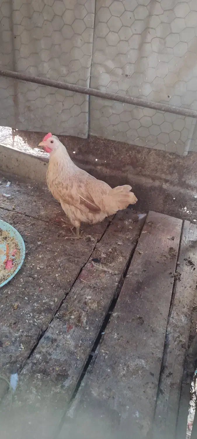 مرغ محلی|حیوانات مزرعه|امیدیه, |دیوار