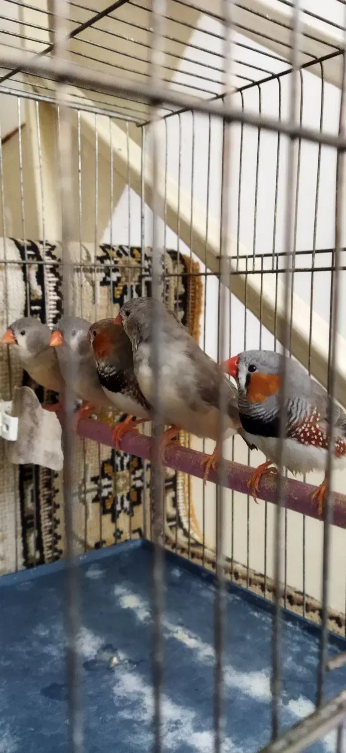 فنج کینگ|پرنده|تهران, سعیدآباد|دیوار