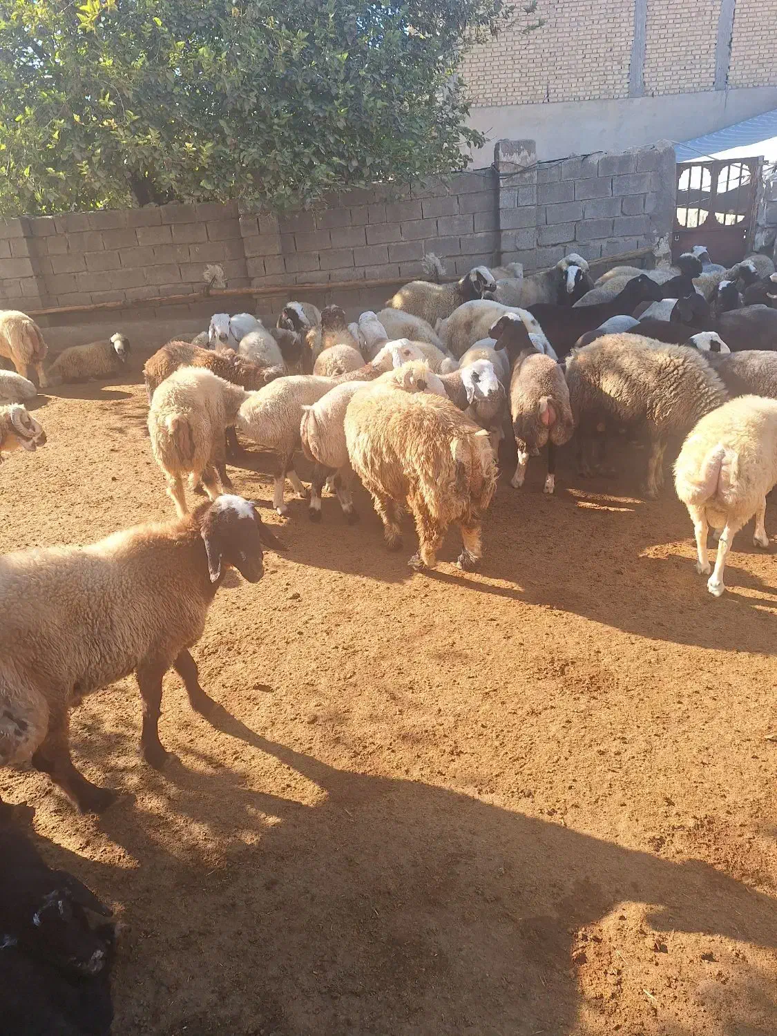 بره چاق برای قصاب بع فروش میرسد|حیوانات مزرعه|کوه چنار, |دیوار