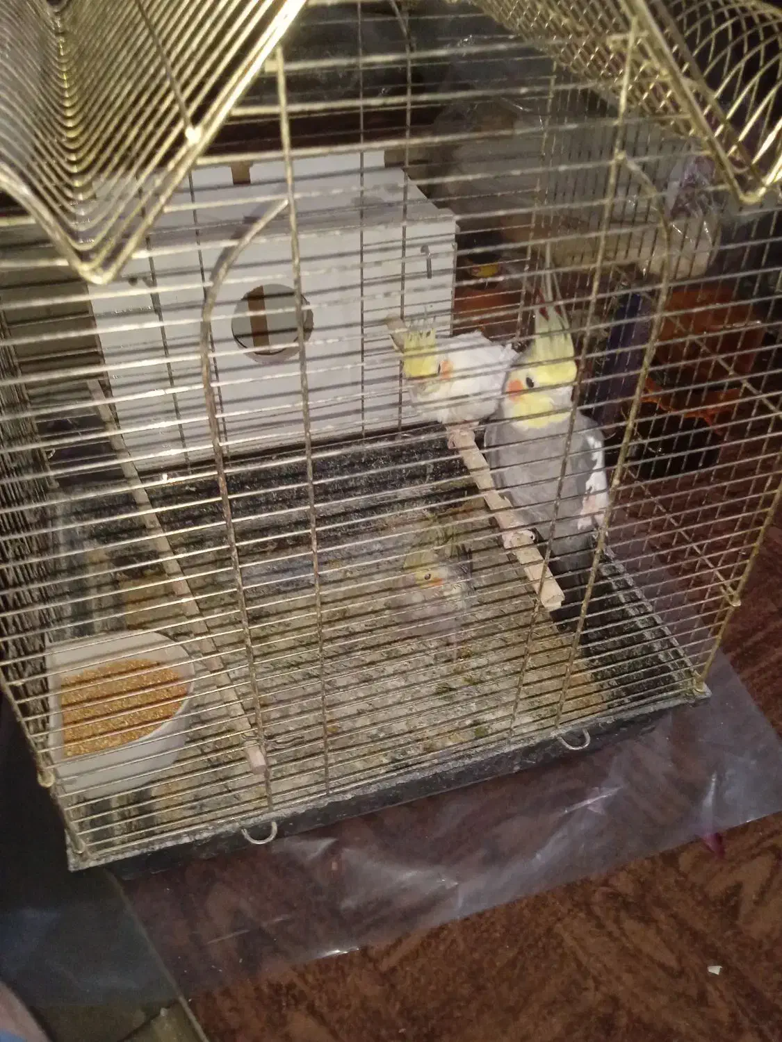 عروس هلندی|پرنده|تبریز, |دیوار