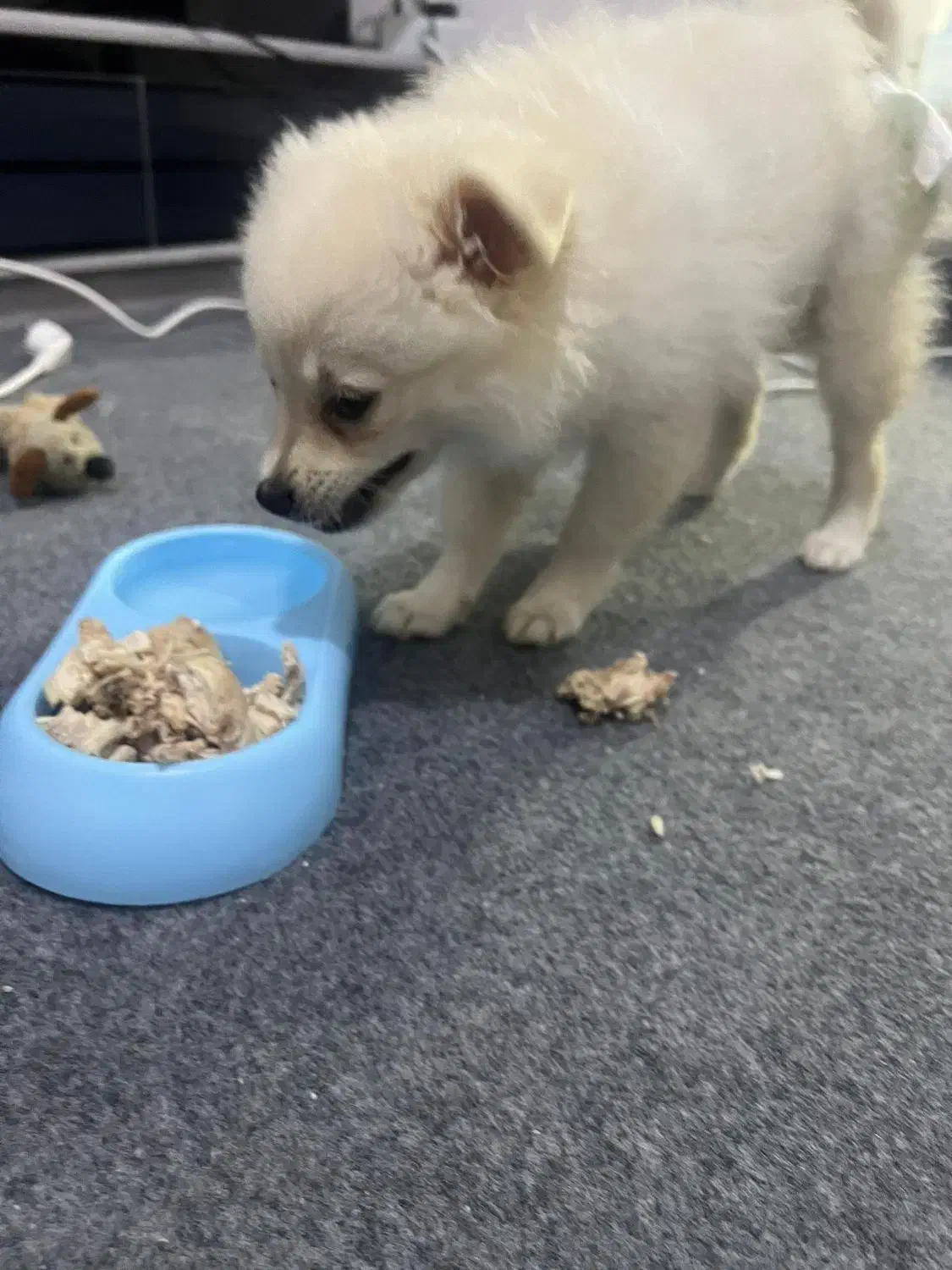 سگ بازیگوش|سگ|بندرعباس, |دیوار