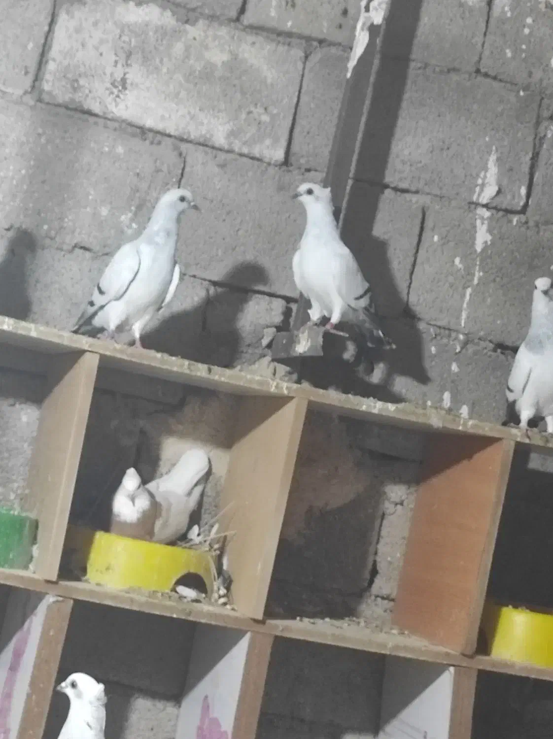 کببوترشامی|پرنده|برازجان, |دیوار