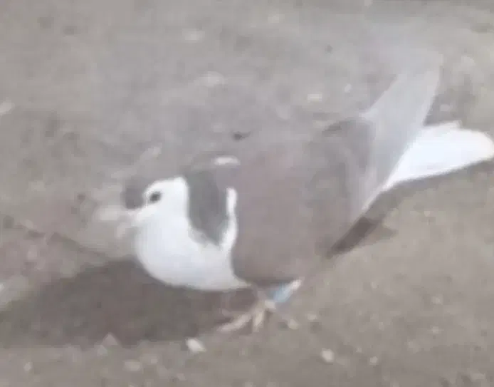 گم شده|حیوانات|زابل, |دیوار