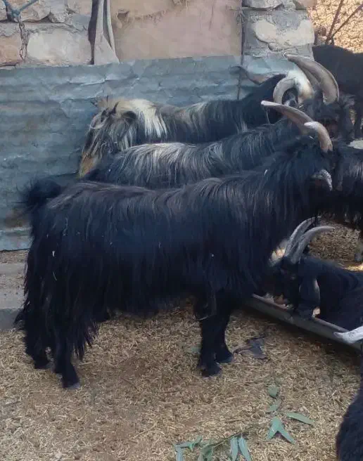 چپش نر|حیوانات مزرعه|اندیمشک, |دیوار