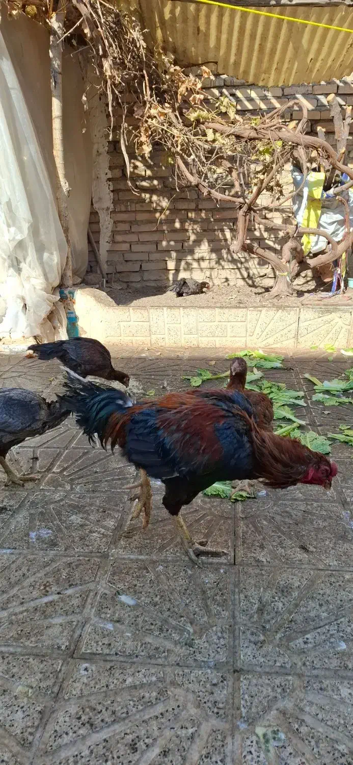 مرغ و خروس لاری|حیوانات مزرعه|مشهد, شهید آوینی|دیوار