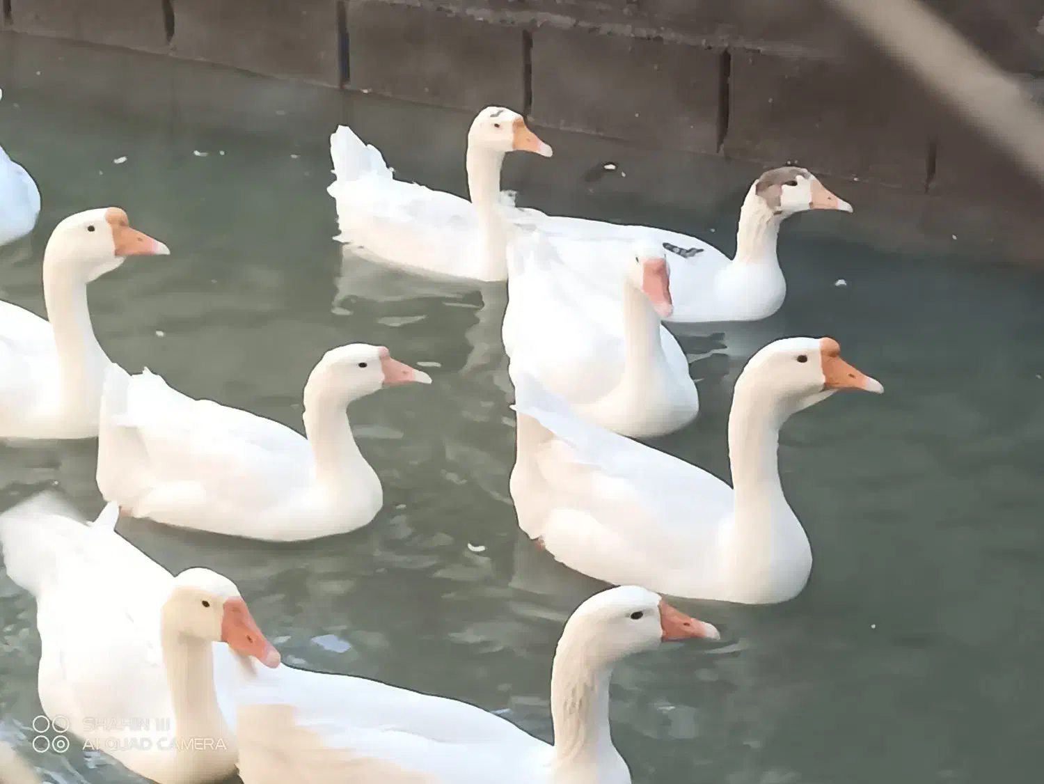 قو ، غاز ، مرغ ، تخم ، خوراک|حیوانات مزرعه|آبادان, |دیوار