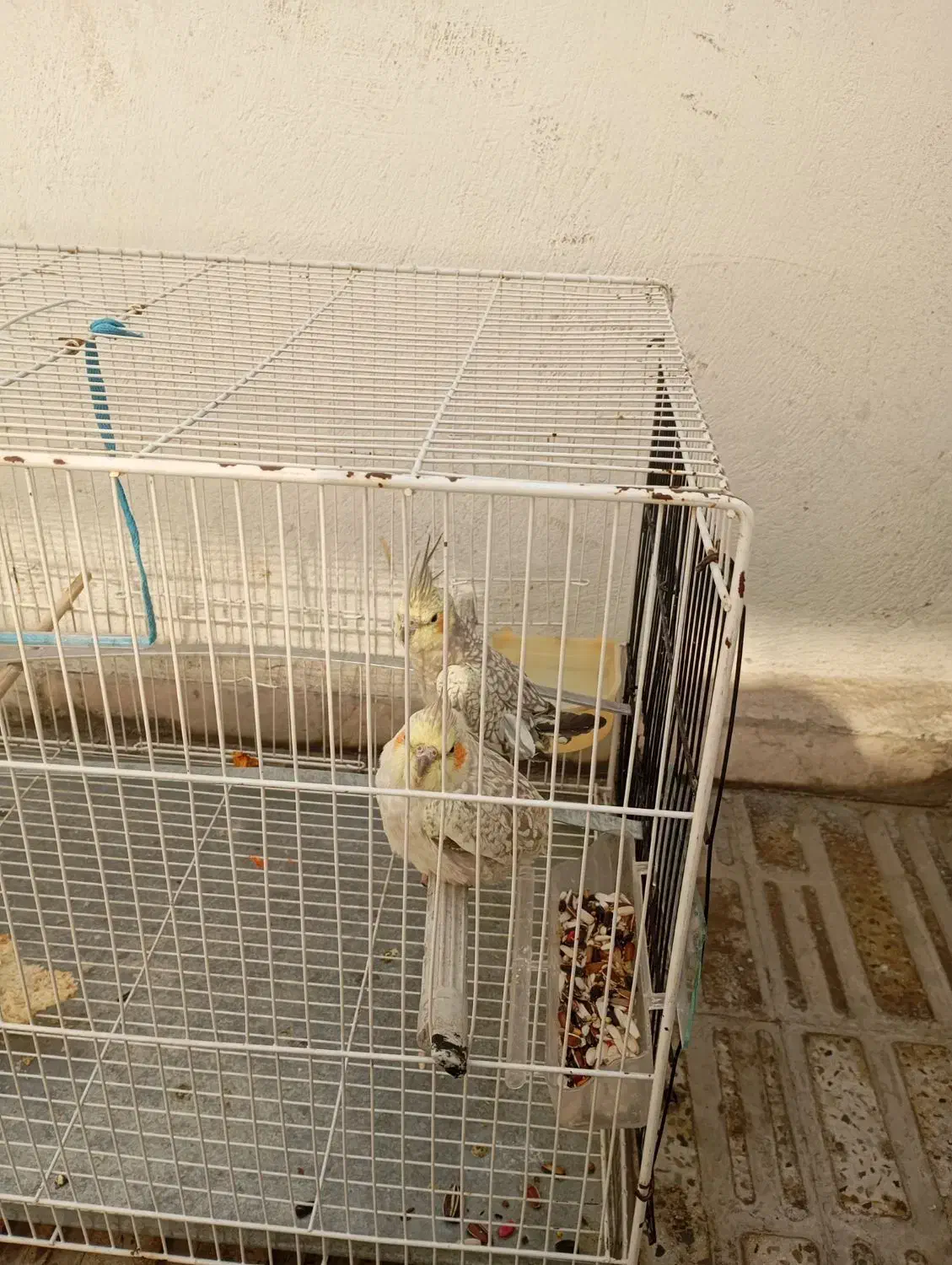 عروس هلندی|پرنده|فردیس, شهرک هفده شهریور|دیوار