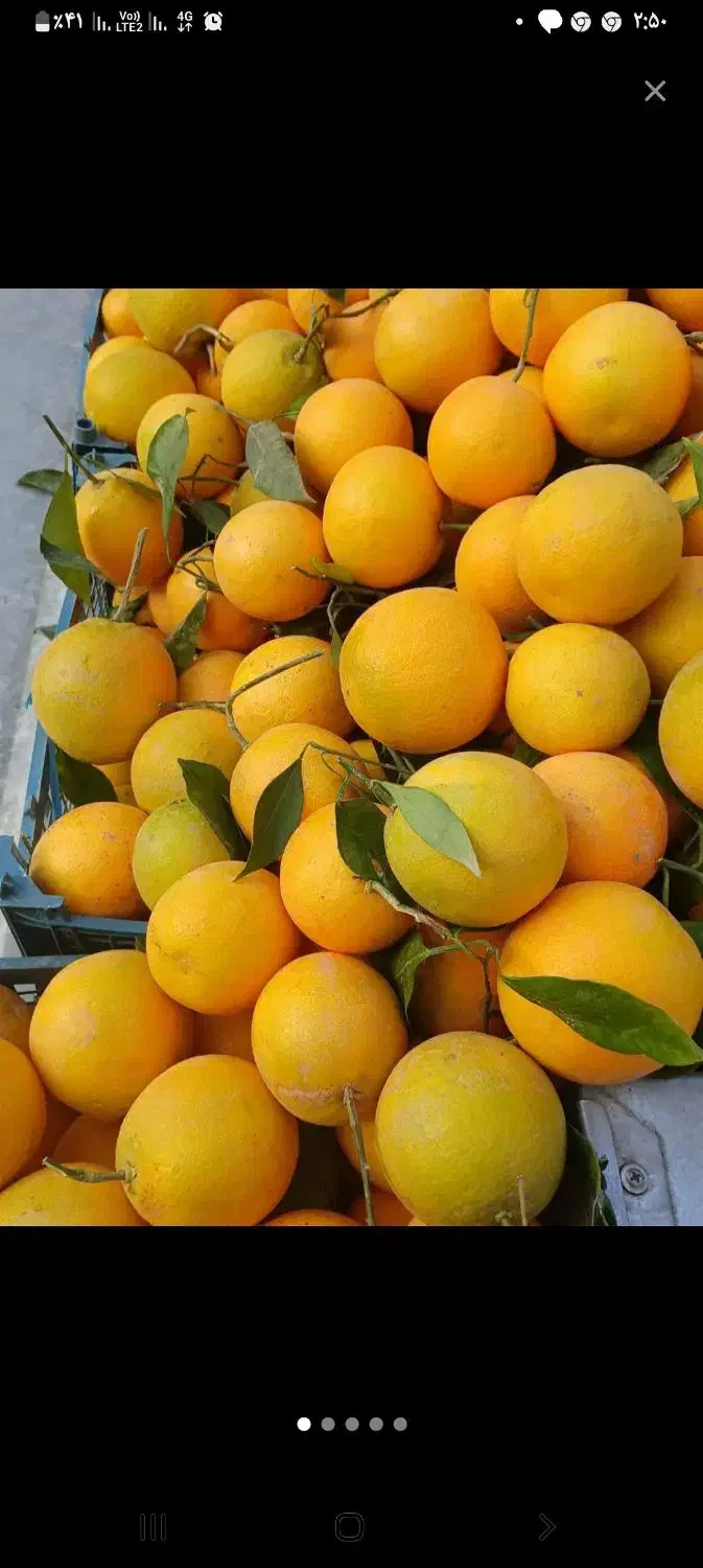 تامسون درجه یک کیلو ۴۰|خوردنی و آشامیدنی|فاضل آباد, |دیوار