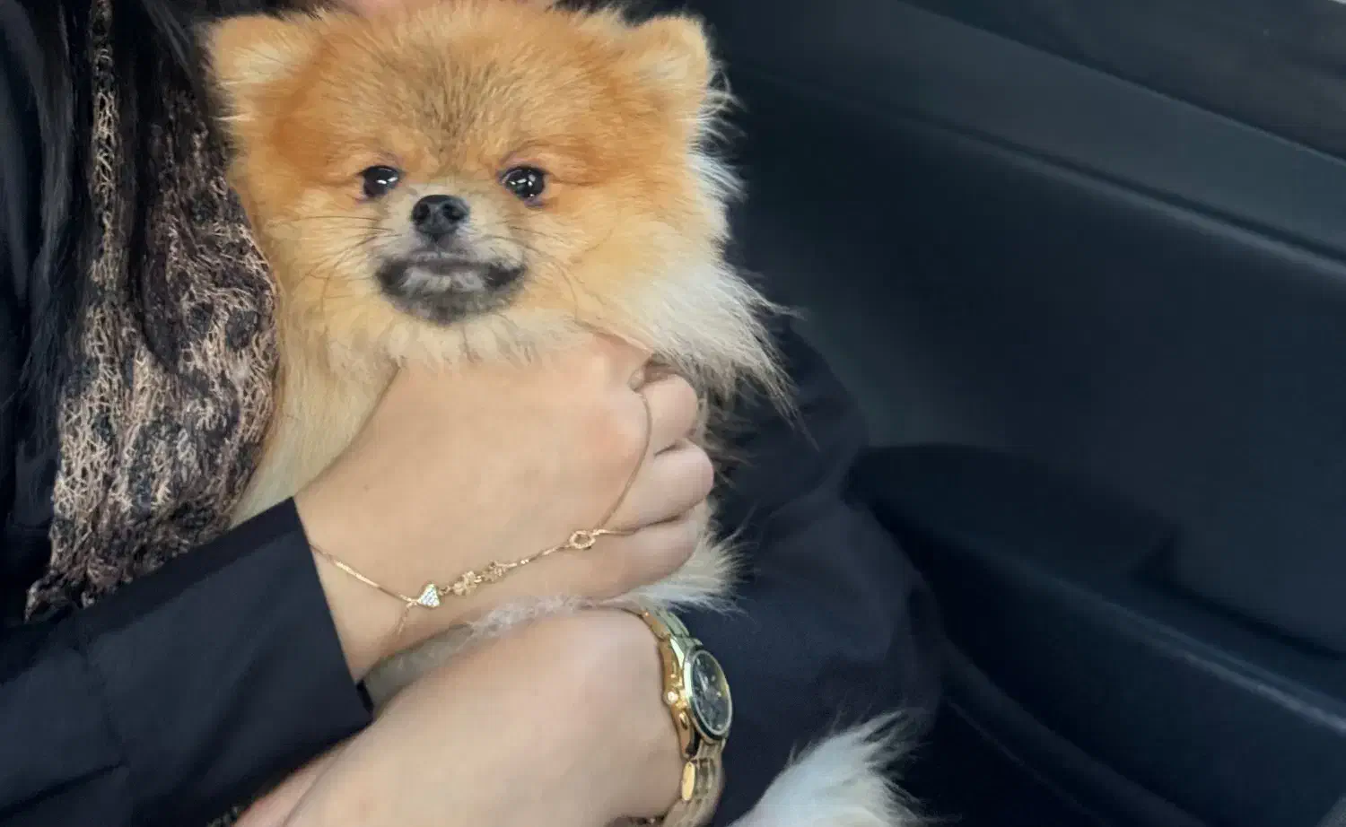 فروش پامر خرسی جذاب|سگ|اردبیل, |دیوار