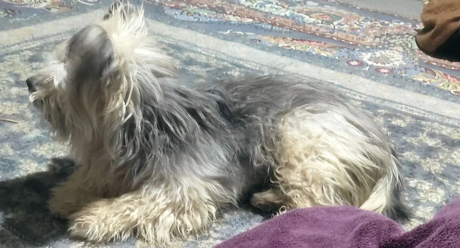 سگ نژاد شیتزو|سگ|سیرجان, |دیوار