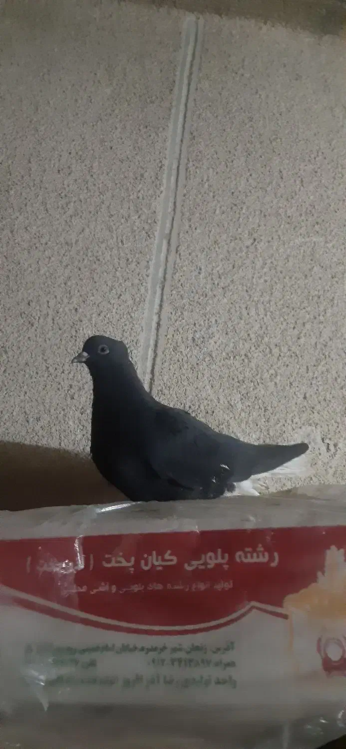 کفتر زیل دم سفید|پرنده|محمدیه-قزوین, |دیوار