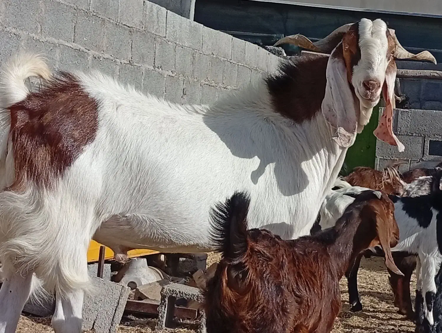 پازن|حیوانات مزرعه|گله دار, |دیوار