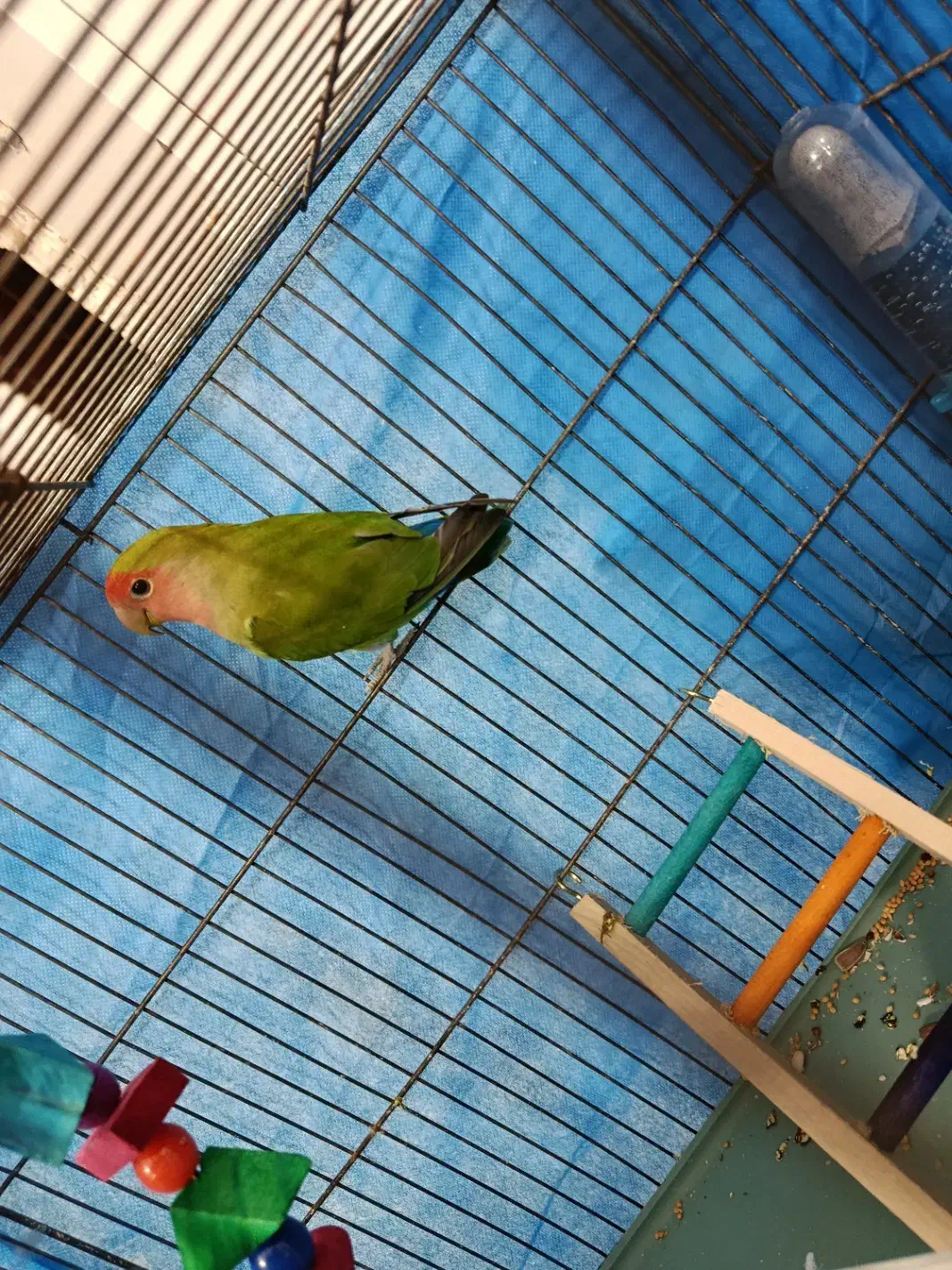 طوطی برزیلی|پرنده|تاکستان, |دیوار