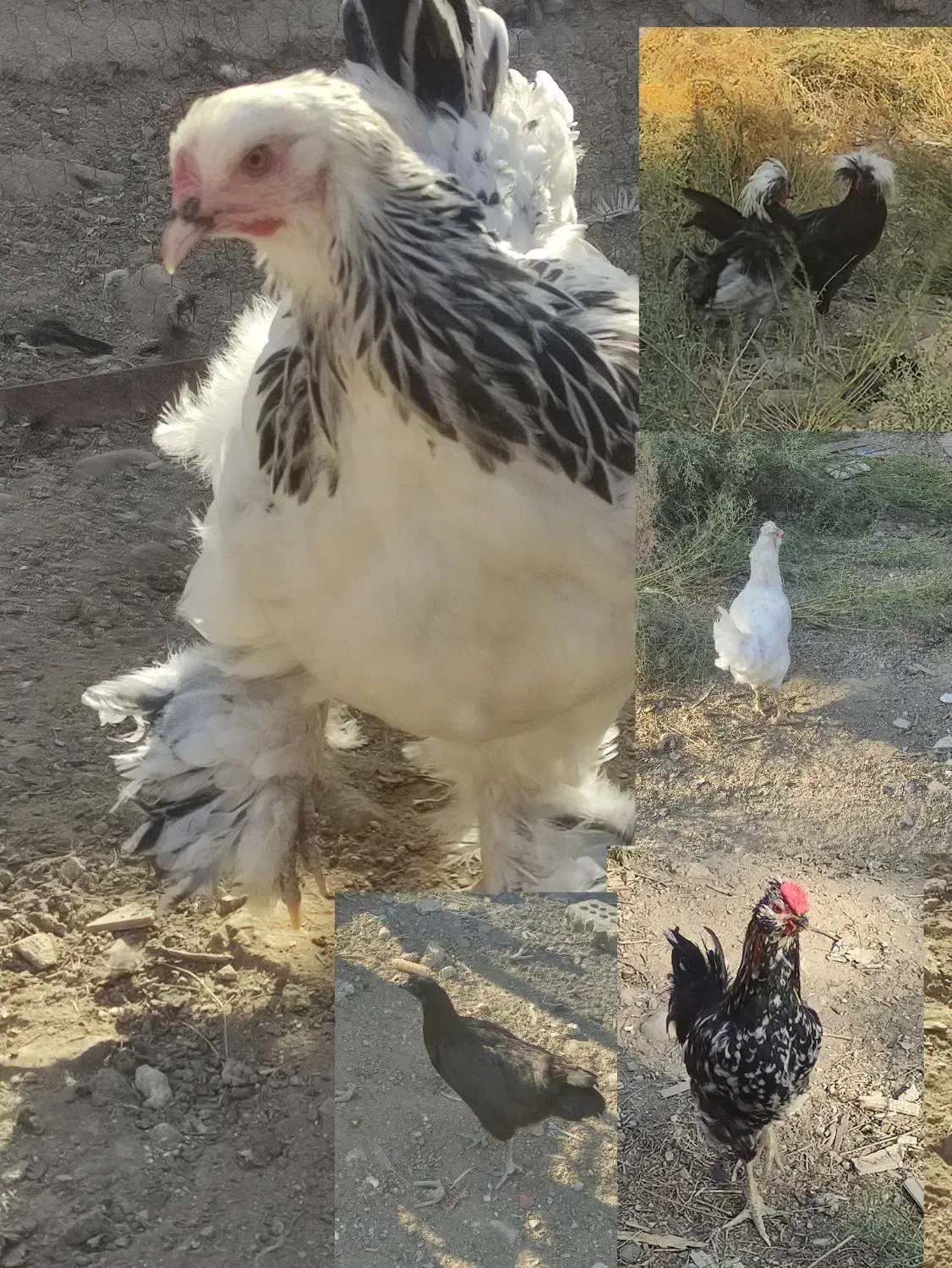 سه مرغ و سه خروس نژاد دار|حیوانات مزرعه|خاوران, |دیوار