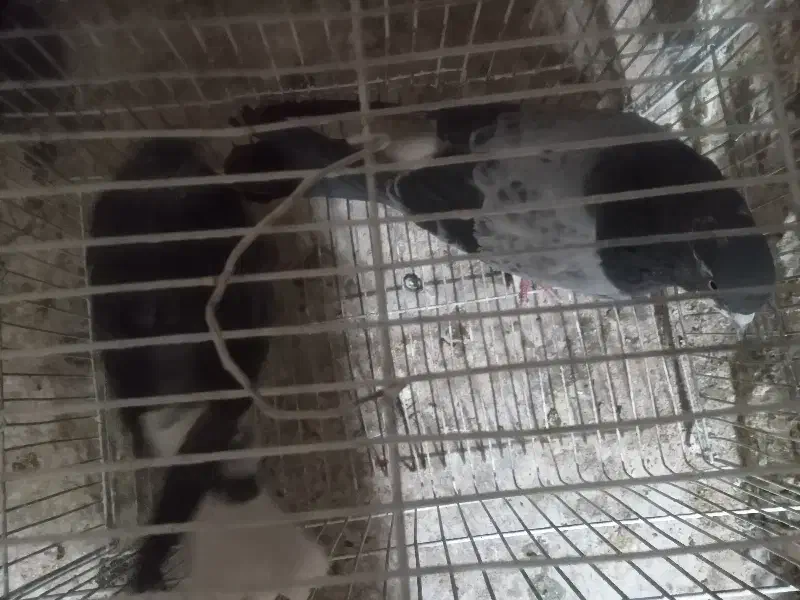 کفتر تهرونی وسیاه پشت|پرنده|خمینیشهر, |دیوار