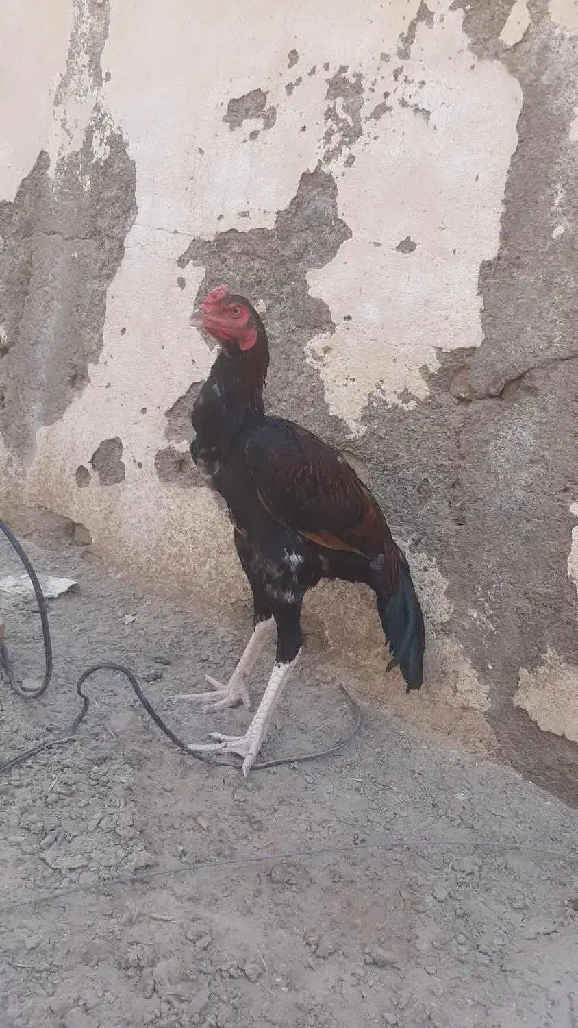 مرغ خروس|حیوانات مزرعه|ایرانشهر, |دیوار