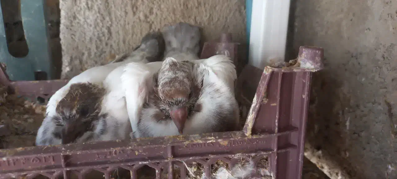 کبوتر گرگی|حیوانات|زنجان, |دیوار