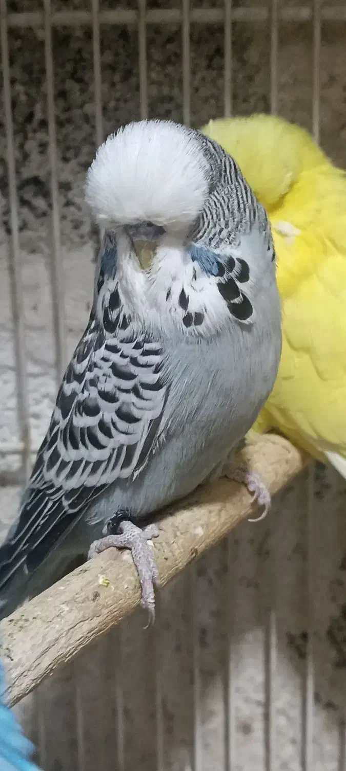 جوجه مرغ عشق انگلیسی نر|پرنده|تهران, وردآورد|دیوار