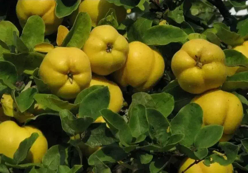 عرضه انواع نهال های تخصصی|خدمات باغبانی و درختکاری|تبریز, |دیوار