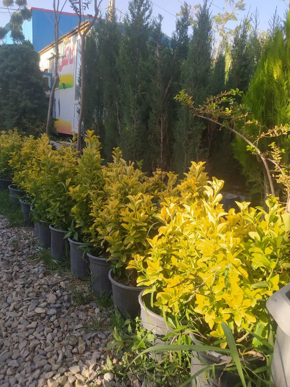 باغبان. طراح فضای سبز و نگهداری.هرس.کل کرج|خدمات باغبانی و درختکاری|کرج, شهرک نهال و بذر|دیوار