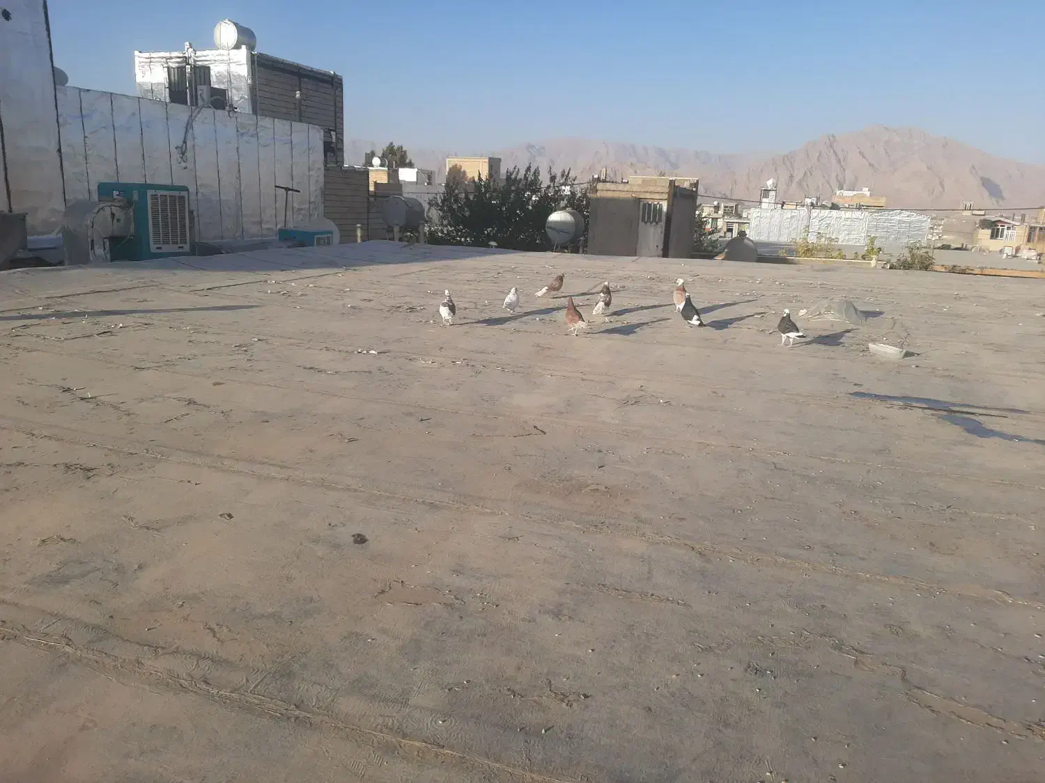کبوتر|پرنده|کرمانشاه, |دیوار