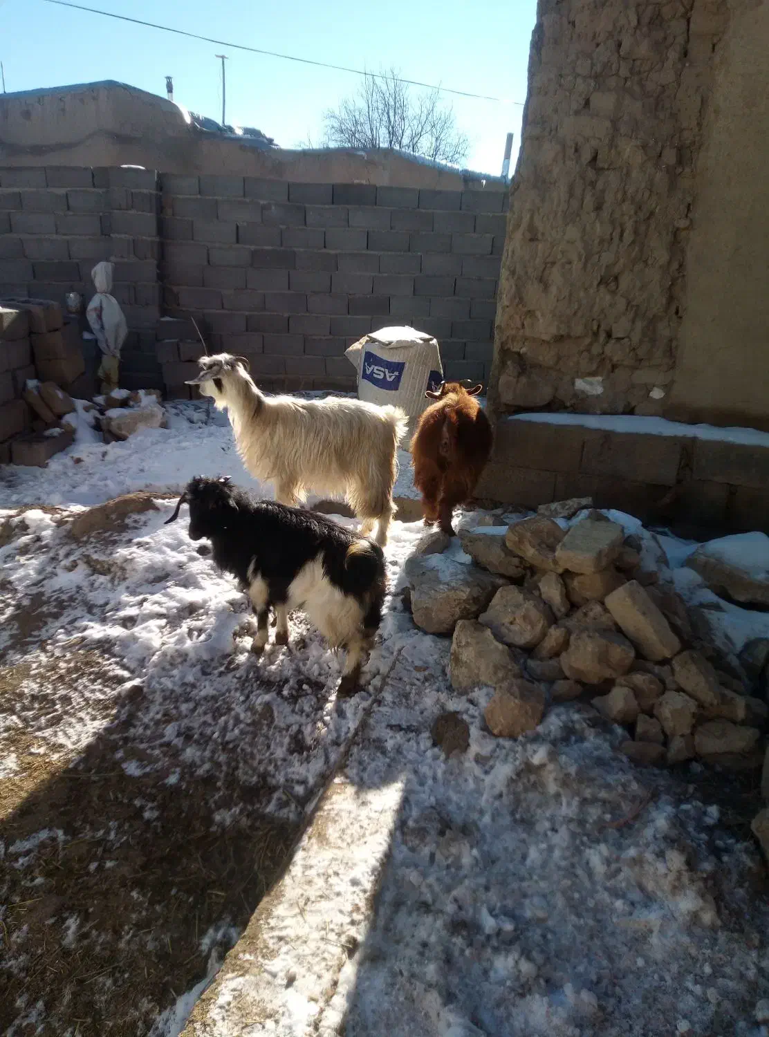 گوسفند|حیوانات مزرعه|قروه, |دیوار
