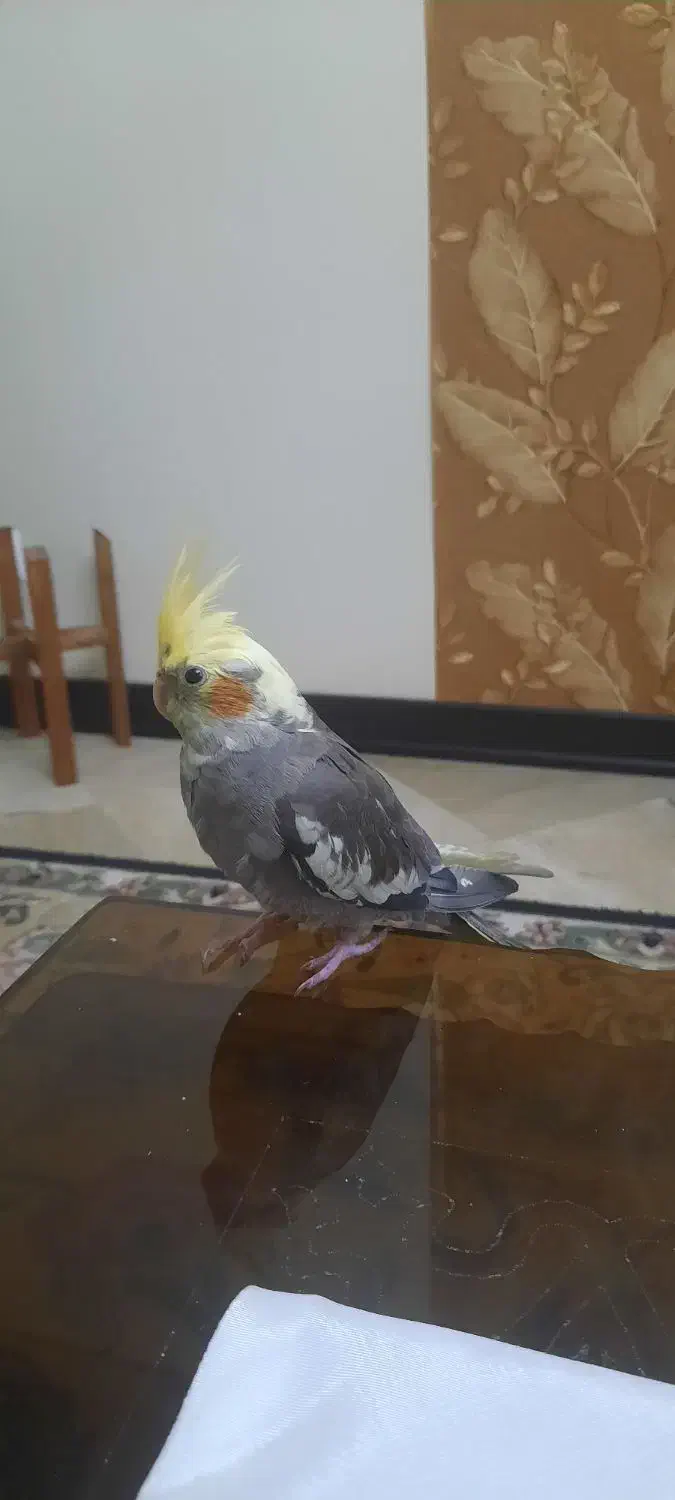 عروس هلندی ۲ماهه دونخور رام|پرنده|تهران, ائمه اطهار|دیوار