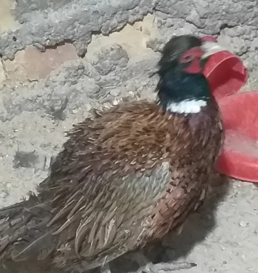 فروش|پرنده|خمینی‌شهر, |دیوار