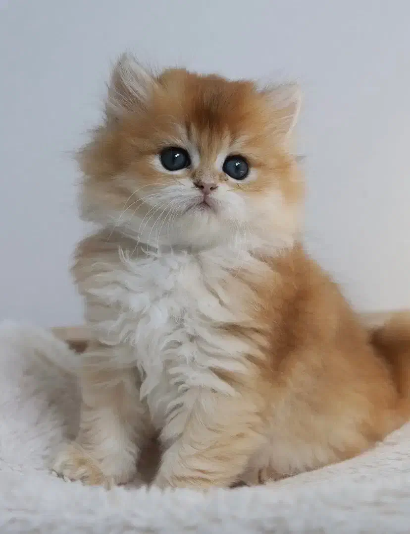 پیش فروش بریتیش|گربه|مشهد, سجاد شهر|دیوار